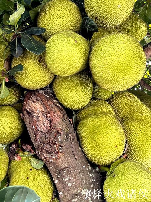 探索国内精品自在自线菠萝蜜视频的魅力