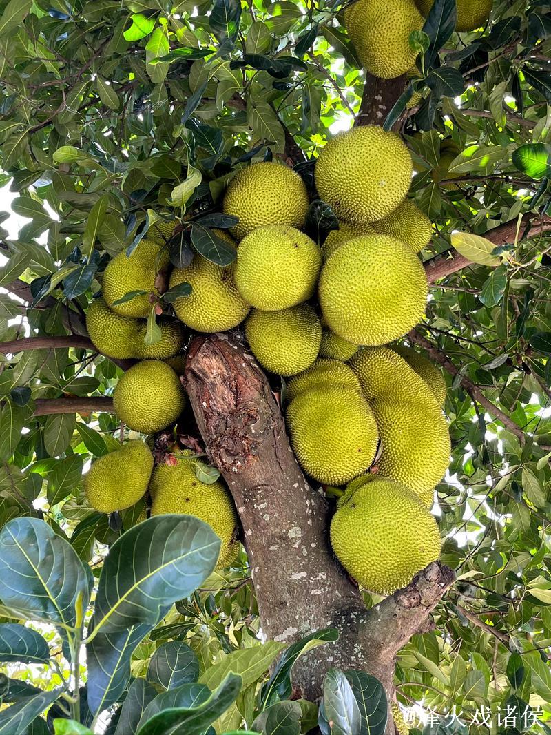 探索国内精品自在自线菠萝蜜视频的魅力